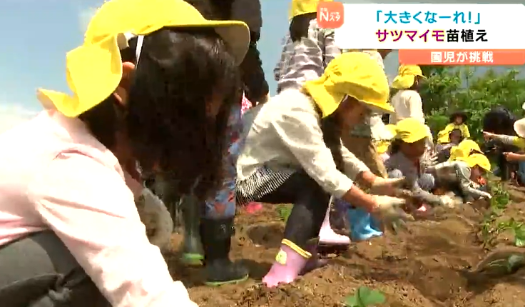 さつまいも苗植えの季節になりました🌤